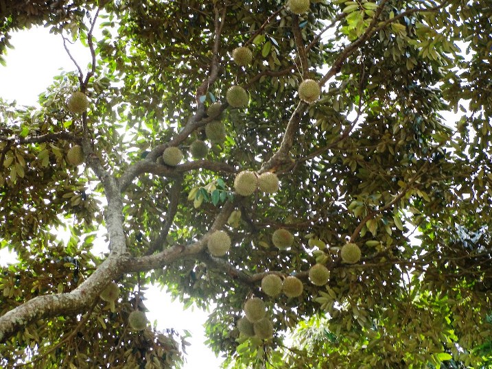 Visit durian farm in Penang - PENANG CHANNEL